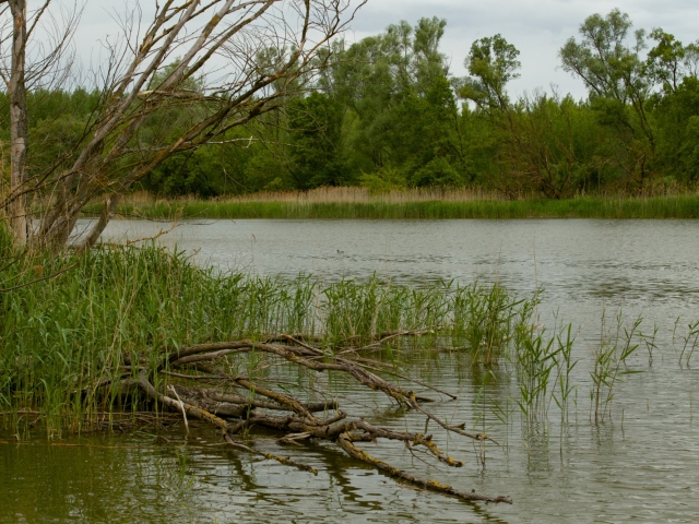 voda, dunaj, konár, rieka