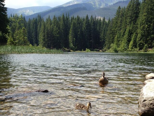 Vrbické pleso, Nízke Tatry