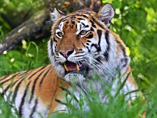 tiger