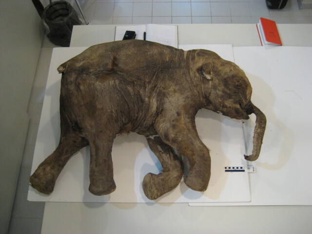 mamut