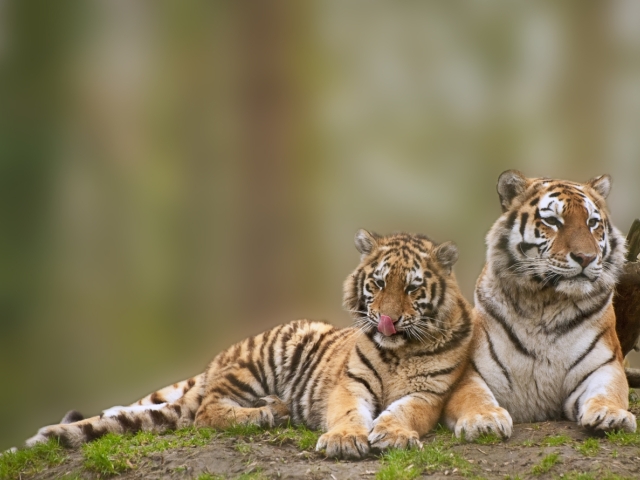 tigre