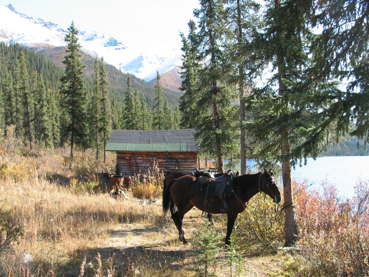 bonnet plume, kóň, zrub, dieľna, yukon, kanada
