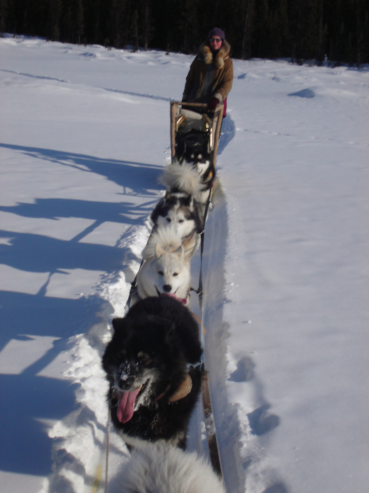 psí záprah, traperka, yukon, kanada
