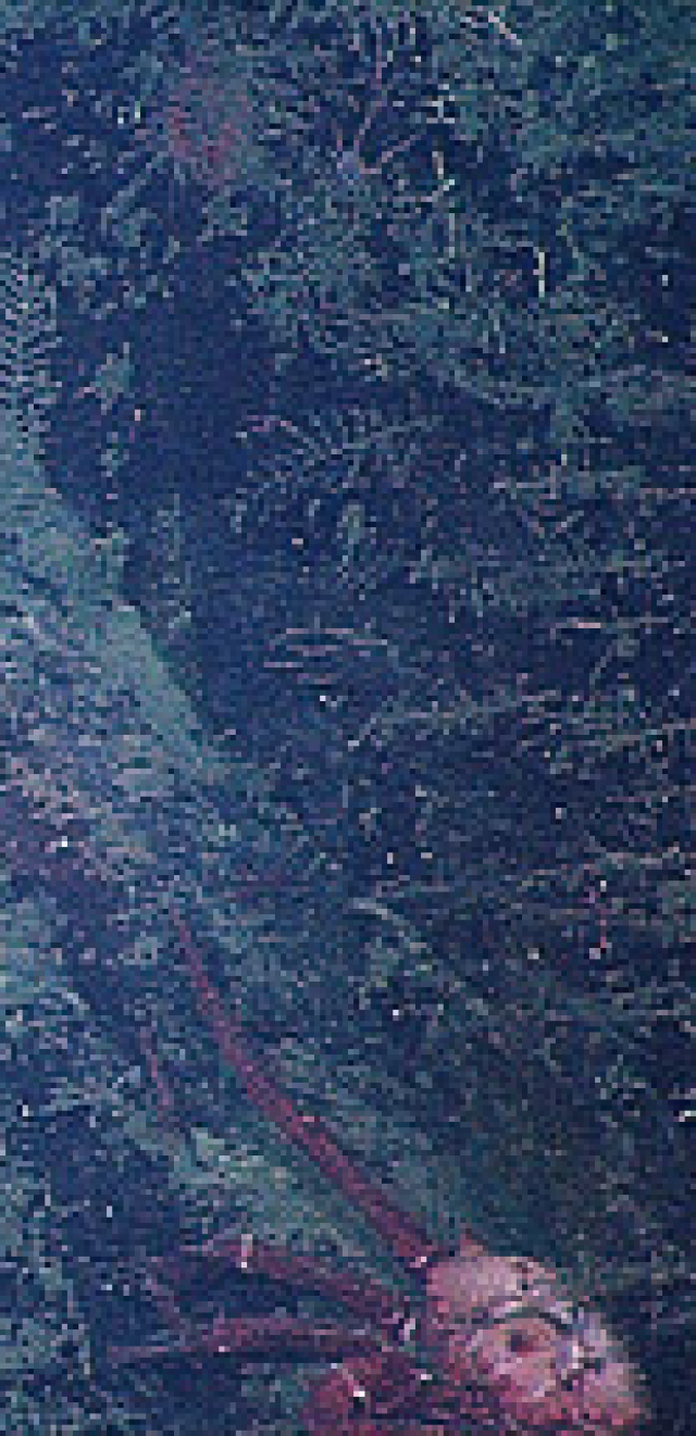 chobotnica, chobotnice, vajíčka, more
