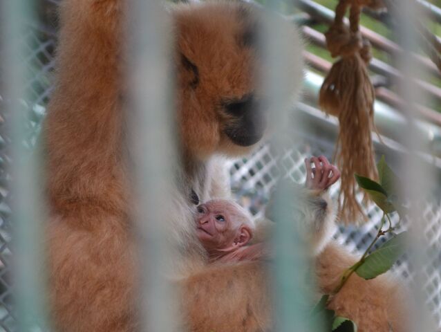 Matka s mladatom, gibon, ZOO, Bratislava