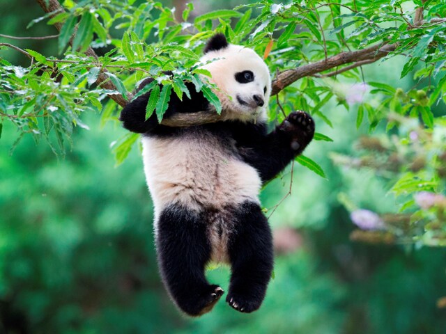panda