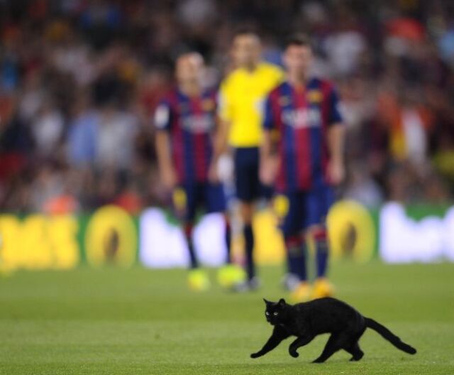 čierna mačka, FC Barcelona