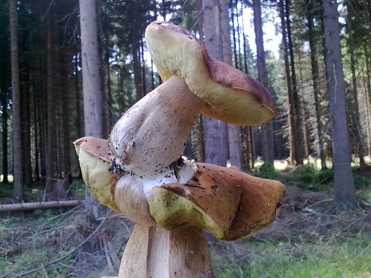 dvojhrib, hríb