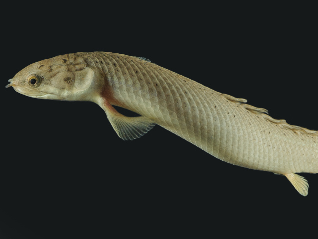 ryba, ryby, rybník, obojživelník, polypterus
