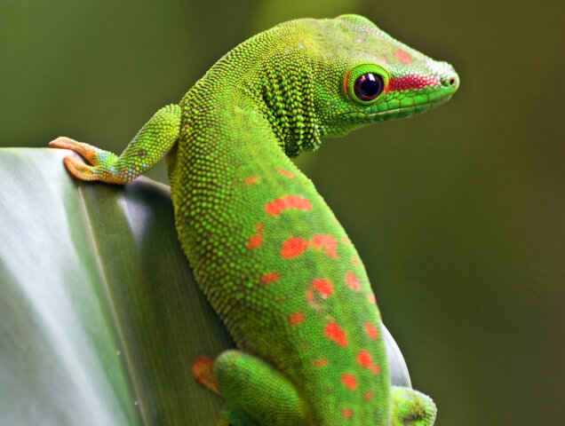gekón