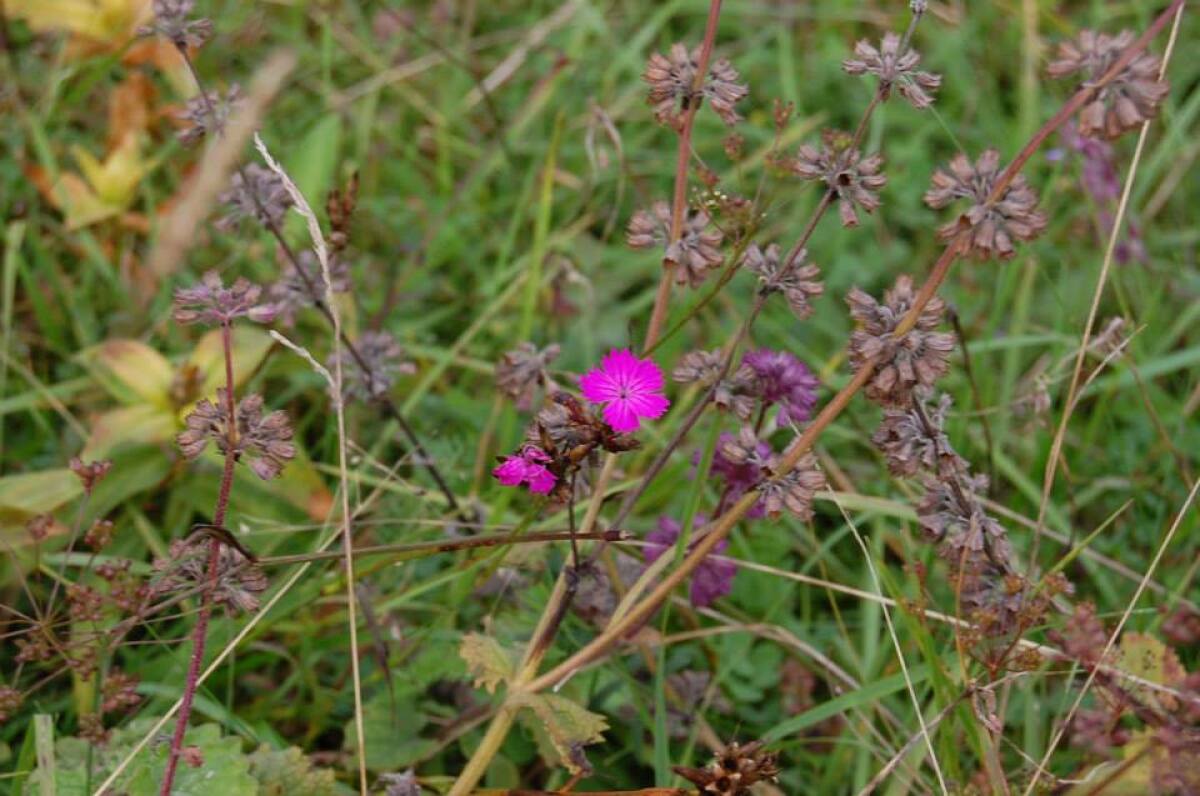 kvet, Malá Fatra, Terchová, flóra