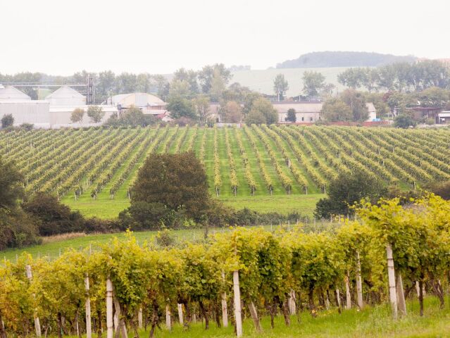 vinohrad, víno, réva, Ferdinand Fussmann, Hlohovec