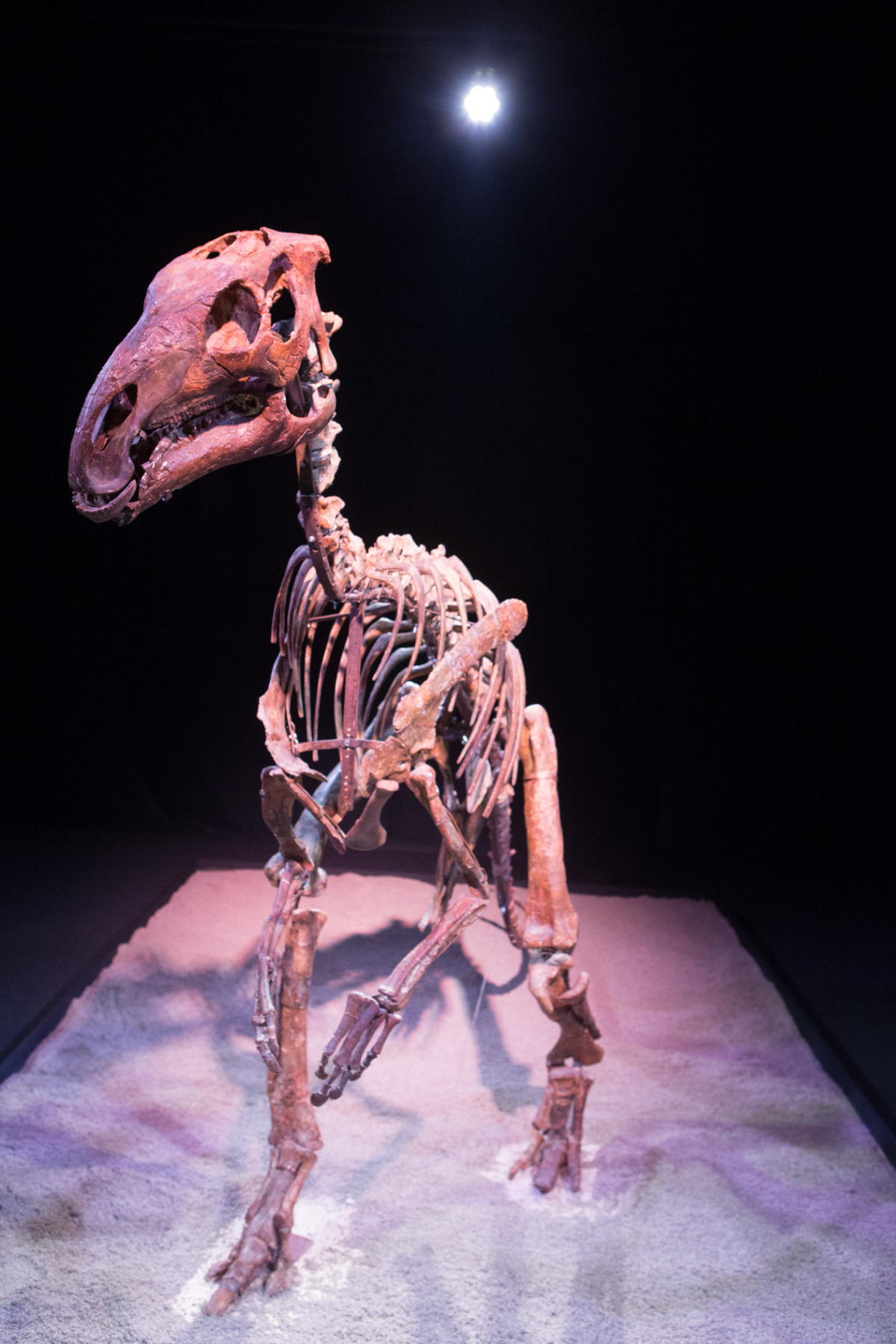 Dinosaurium, Incheba, výstava, dinosauri, dinosaurus,