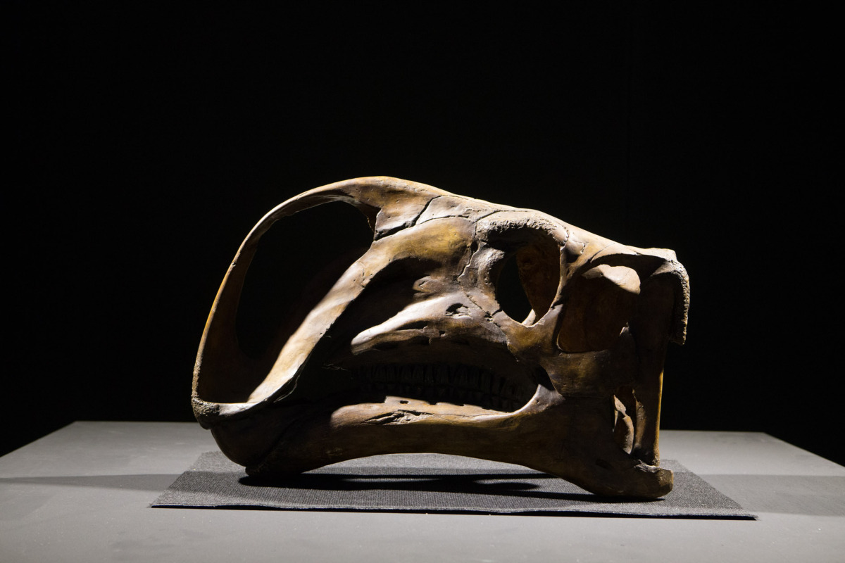Dinosaurium, Incheba, výstava, dinosauri, dinosaurus