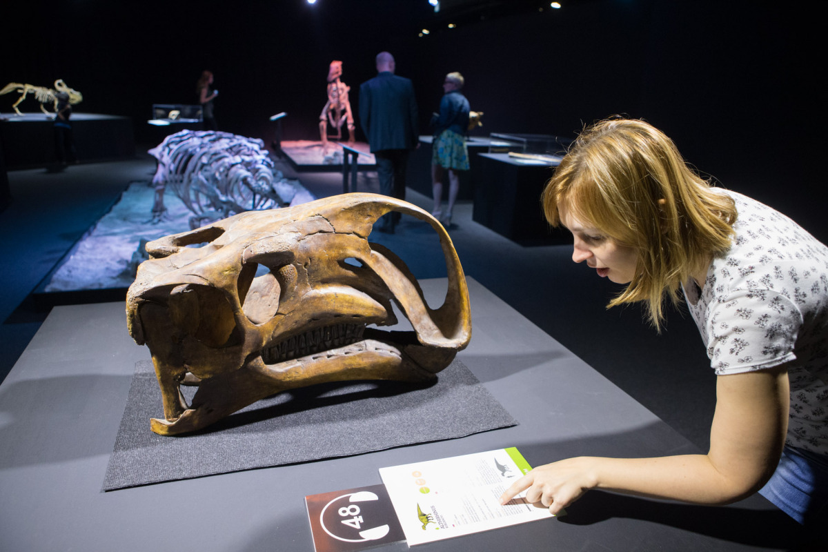 Dinosaurium, Incheba, výstava, dinosauri, dinosaurus,