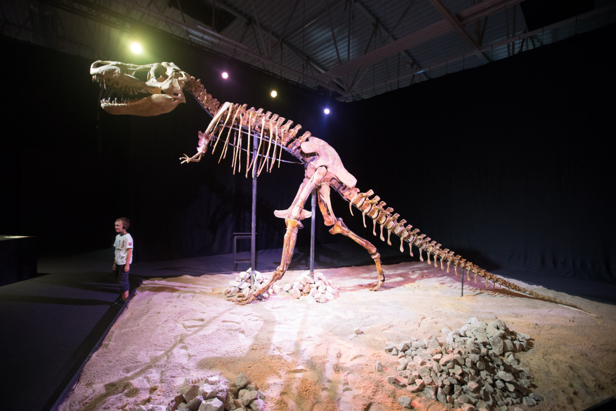 Dinosaury, Dinosaurium, Incheba, výstava,