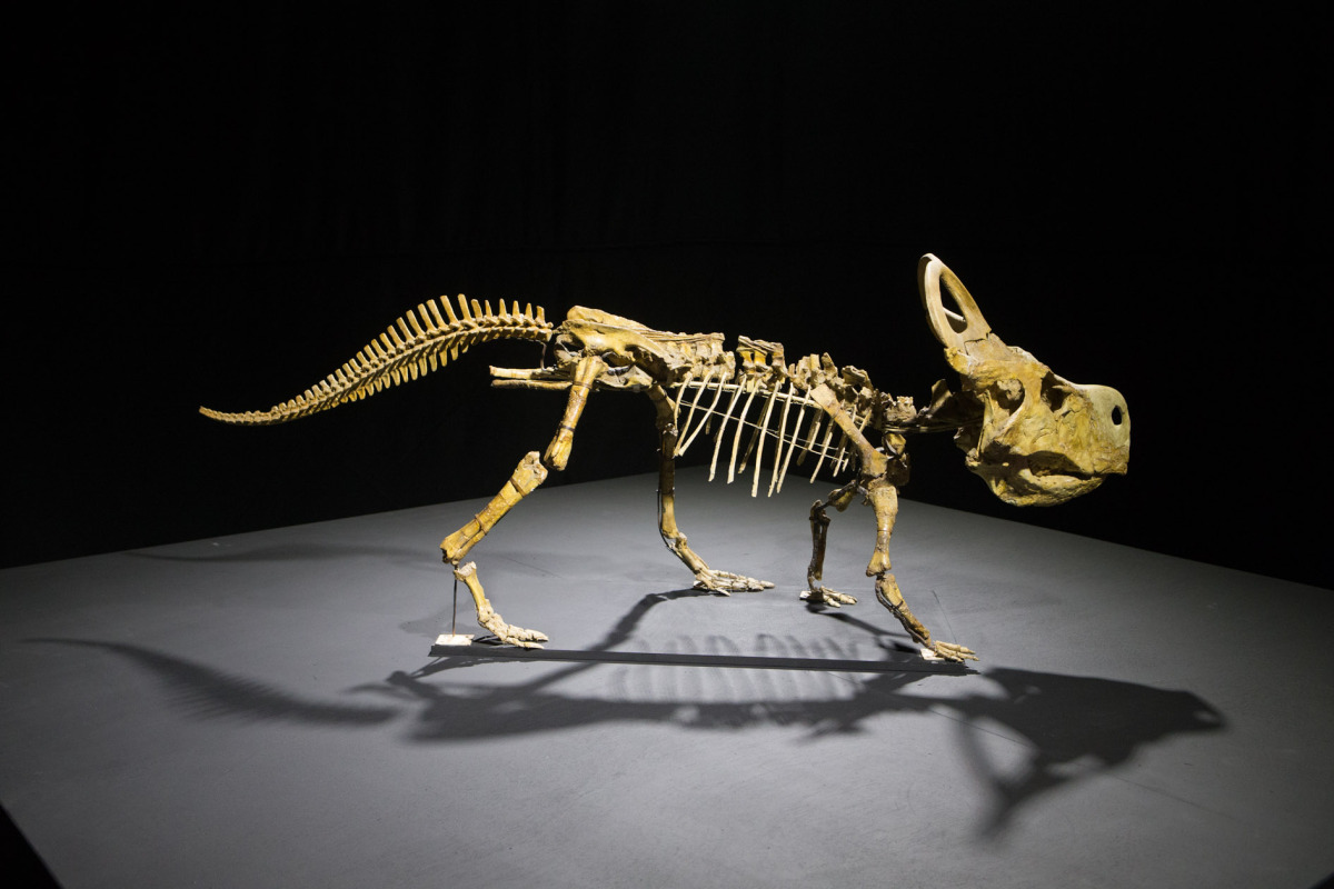 výstava, dinosaury, incheba