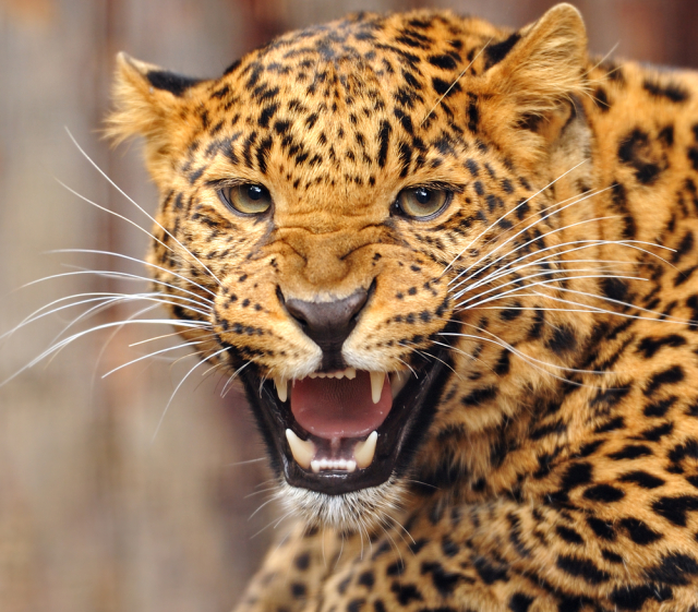 jaguár
