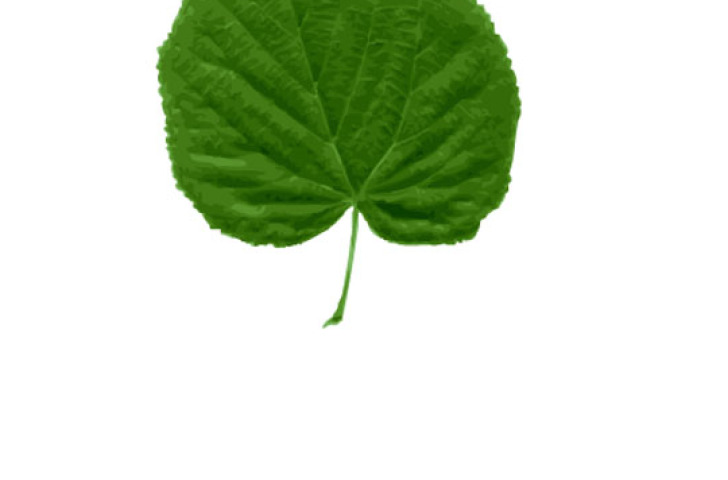 lipa (NEPOUŽÍVAŤ)