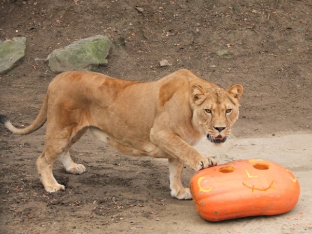 tiger, zoo, tekvica, 