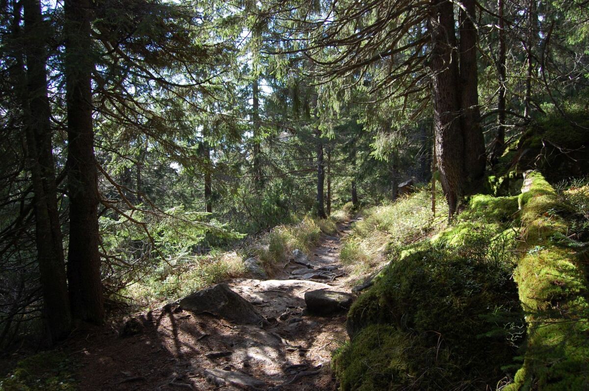 les, Tatry,