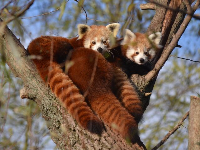 Panda červená