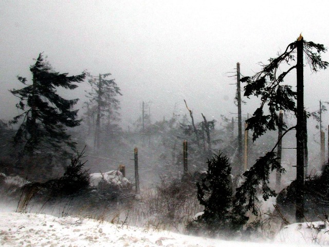 Tatry, kalamita