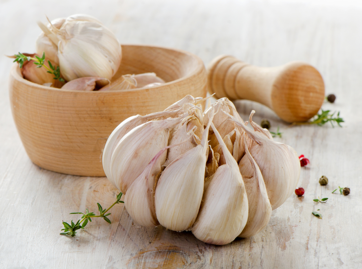 cesnak, antioxidant, antibiotikum
