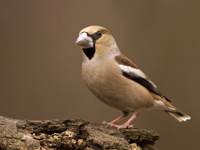 glezg obyčajný (coccothraustes coccothraustes)