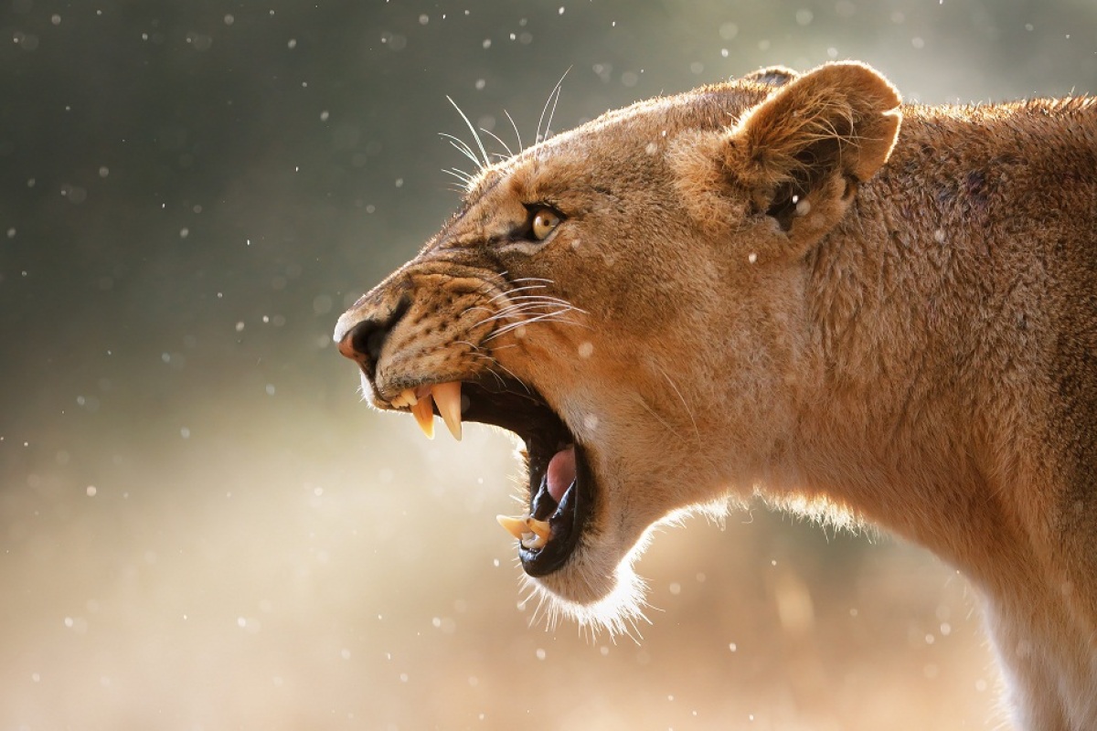 Bubo Afrika inzercia