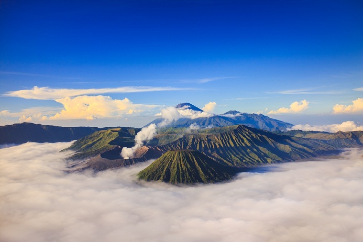 bubo_indonezia_inzercia