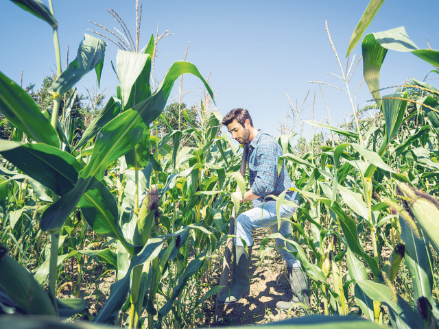 GMO, geneticky modifikované potraviny, kukurica
