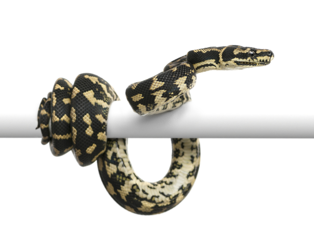 pytón