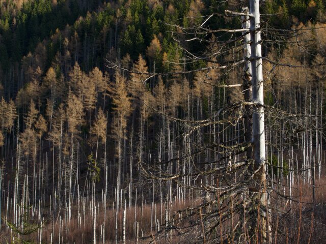 vyschnuté stromy, dolina, Tatry, Tichá dolina, lykožrút