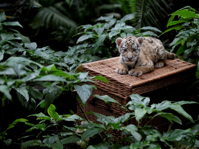 tiger, mláďa, ZOO