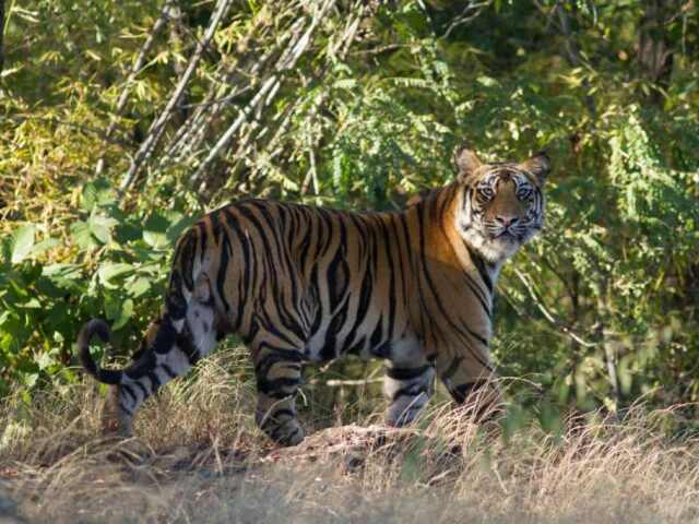 tiger