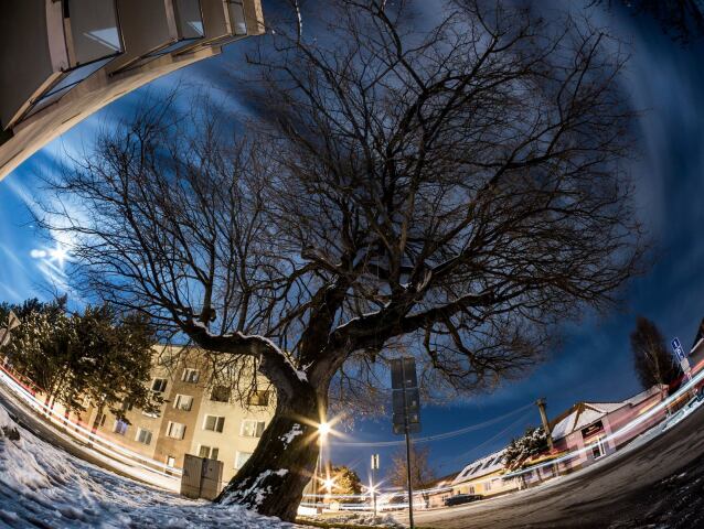 Moruša, Senica, senická, Európsky strom roka