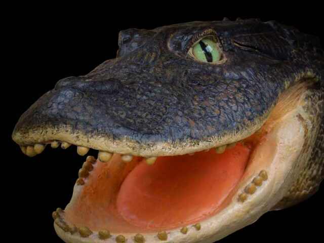 krokodil