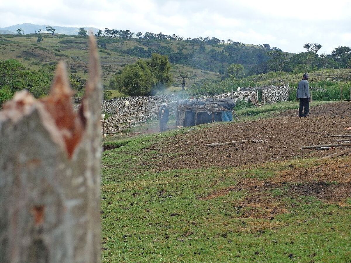 sengweri18