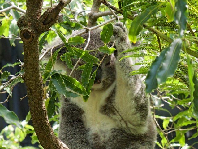 koala