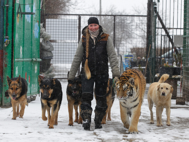 Yveta Iršová, kostolná pri dunaji, tiger, pes, chov, zvieratá, sneh