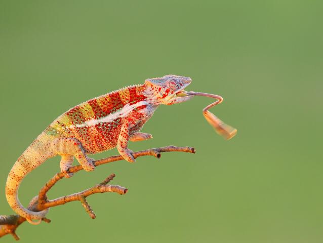 chameleón