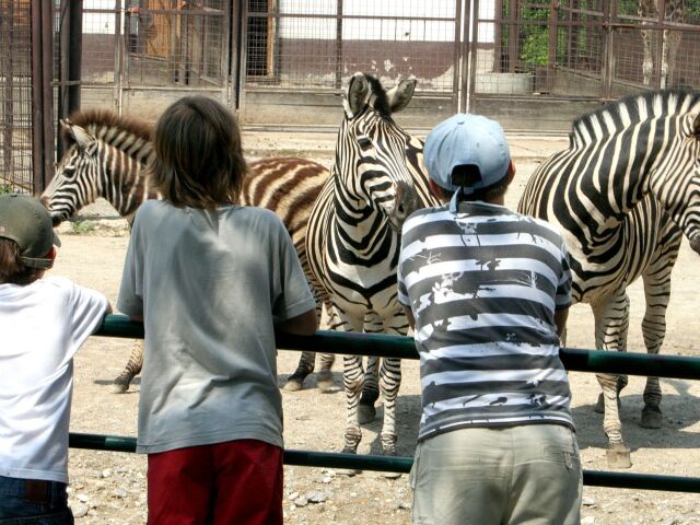 zoo , denny tabor , dieta ,