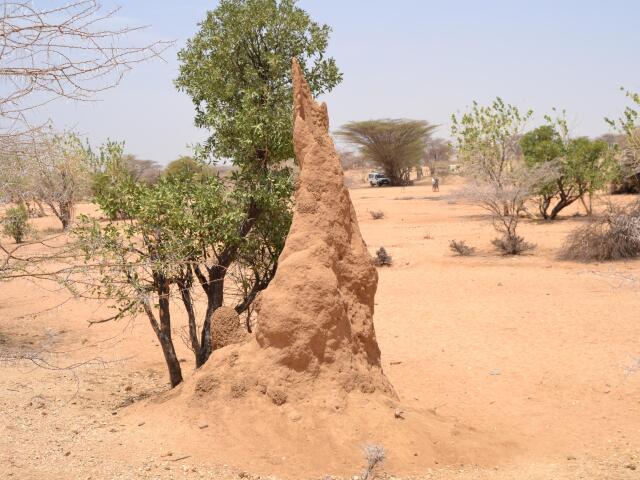 keňa, lodwar, voda, studňa, nedostatok vody, koryto, piesok, afrika