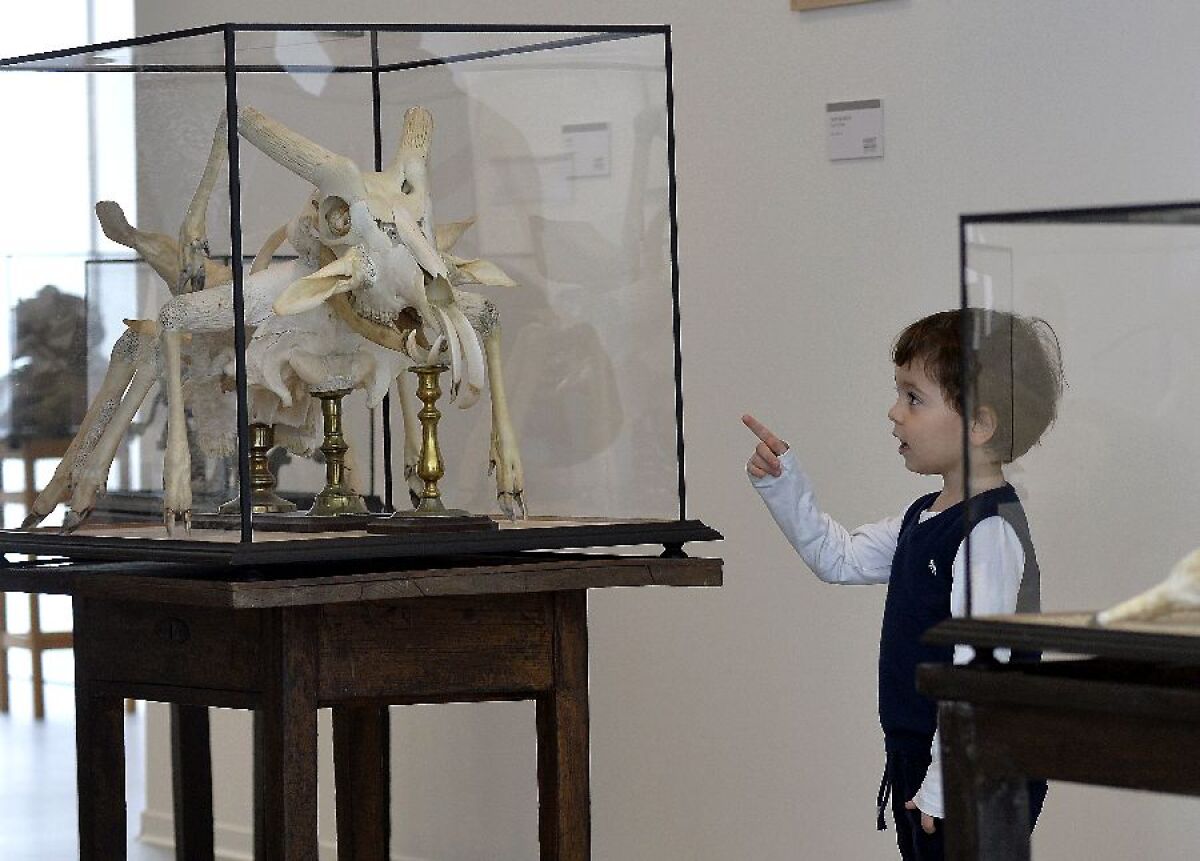 Švankmajer
