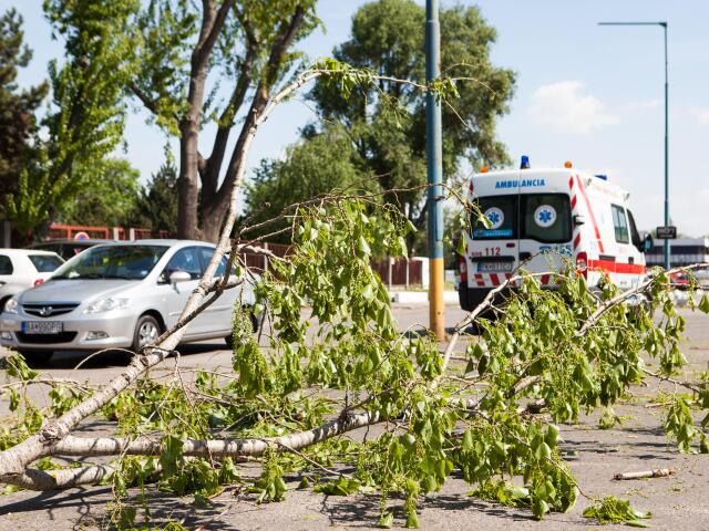 počasie, vietor, konáre, strom