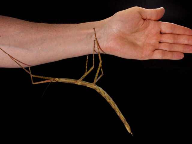 Phryganistria tamdaoensis