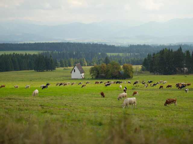 kravy, Západné Tatry
