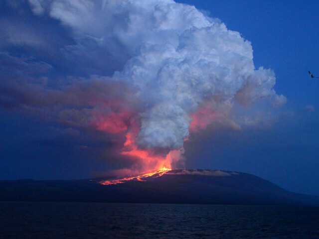 Galapágy, Isabela, leguány