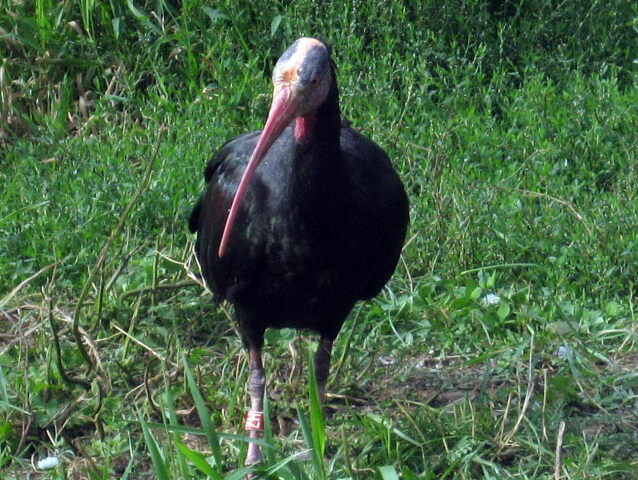ibis, vták